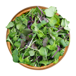 Purple Microgreens Mix